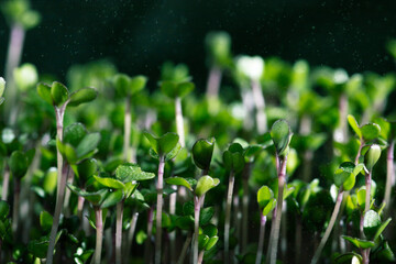 lots of green lettuce sprouts. Micro-greens watercress.