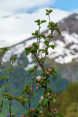 Branch of Apple blossoms on mountain blurred background, spring time, apple blossom growing