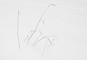 Trawy wystające ze śniegu. - obrazy, fototapety, plakaty