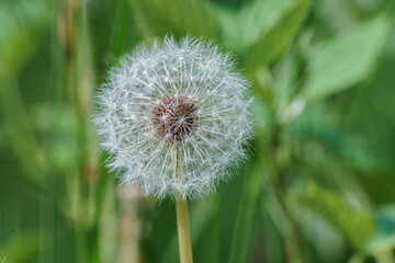 Fototapeta premium Big dandelion blooming flower. Tragopogon pratensis.