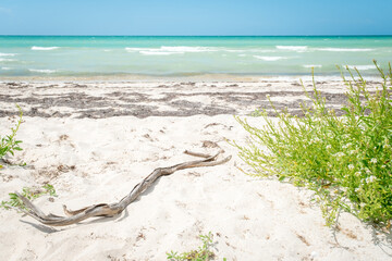 Sandy coast of the Gulf of Mexico near Rio Lagartos. Green grass in the foreground and azure water and horizon in the background, Yucatan, Las Coloradas