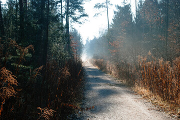 Obraz premium Sunbeams through forest trees sunlit sunny mornings