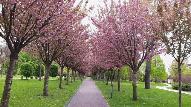 Alley with flowering cherry blossom trees in spring park