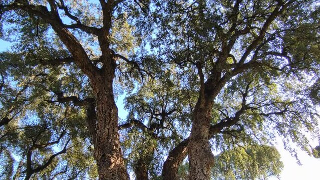 Napoli - Panoramica verticale della quercia da sughero nel Real Orto Botanico
