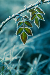 Givre en Dr&ocirc;me des collines8