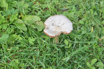 Mushroom in the lawn