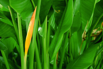 Bird of Paradise Flower texture background nature