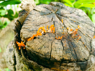 Small mushrooms on old wood. Tree trunks and lying on the sawmill on the farm. Wood wall texture. 