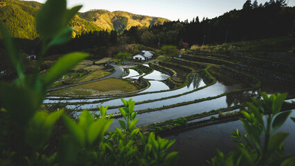 pond in a park
