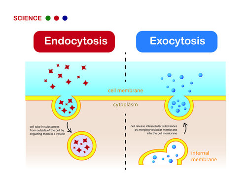 Scientific diagram show difference between endocytosis and exocytosis of cell