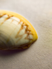 Close up of seashells in a white background with its beautiful patterns of the shell