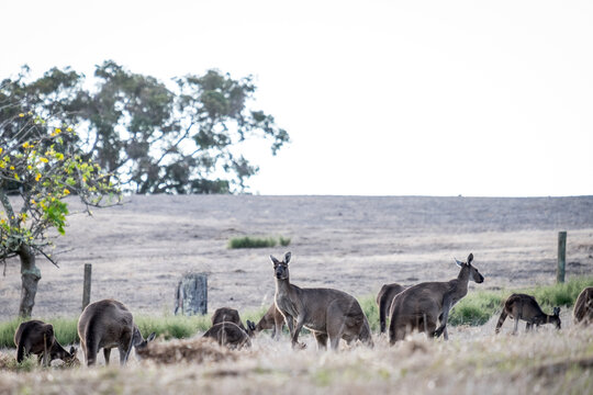 Mob of Kangaroos feeding in a open field in the afternoon light