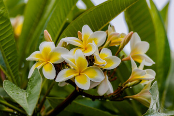 Frangipani flowers on the tree with rain drops