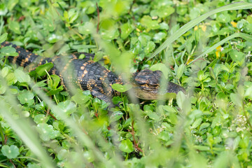 Alligator baby in the grass