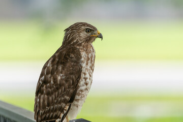 The red-shouldered hawk (Buteo lineatus)