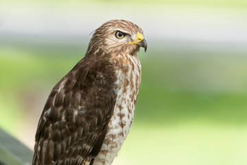 The red-shouldered hawk (Buteo lineatus)