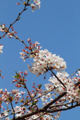 Sakura, Pink cherry blossom on background blue sky. Space for text. 