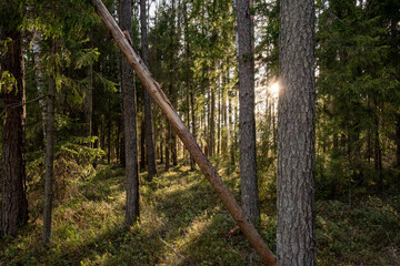 Obraz premium Beautiful forest with sunlight through the trees