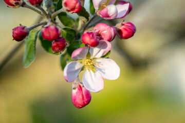 Branch of a blossoming apple tree
