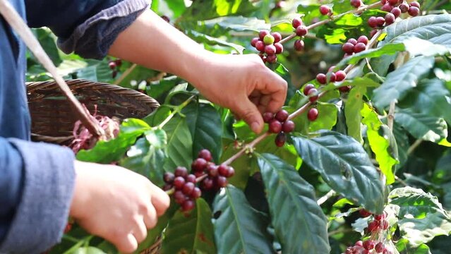 Coffee beans Field Plantation   hand picking in farm.harvesting Robusta and arabica  coffee berries by agriculturist hands,Worker Harvest arabica coffee berries on its branch, harvest concept.