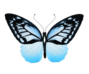 Color monarch butterfly , isolated on the white background