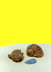 Summer. Sea shells and pebbles on the sand with a blue background. Concept close-up.
 Seasonal sale background for store.
