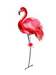 Pink flamingo hand painted illustration, isolated on white background