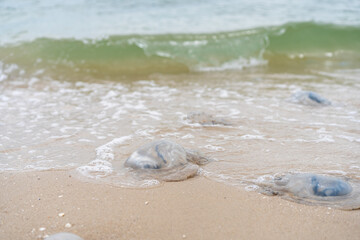 Many Dead Jellyfish On Sea Beach Shallow Water Cornerot and Aurelia jellyfish on the sandy shore and in the water.