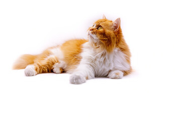 persian cat white and orange young exotic persian cat on isolated white background