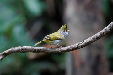 White-bellied Erpornis perching on a perch looking into a distance.