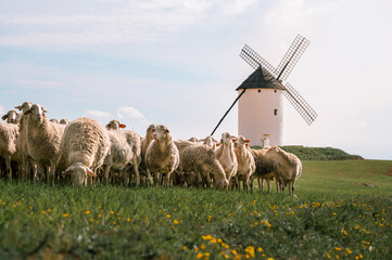 Herd of sheep with a windmill in the background. Castilla la Mancha