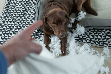 photo of a hand with the index finger pointing to a dog to scold because it has broken a cushion....