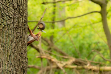 Eichhörnchen im Volkspark Hamburg