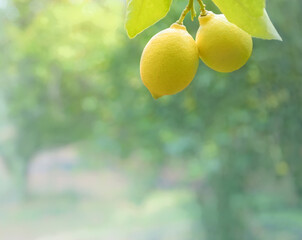 Two lemons on a tree branch with soft focused lemon garden on background, copy space