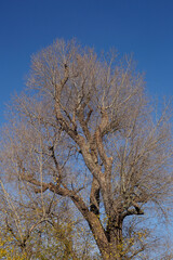 Kahler Baum mit Ästen im Winter