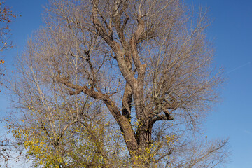 Kahler Baum mit Ästen im Winter
