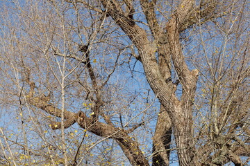Kahler Baum mit Ästen im Winter