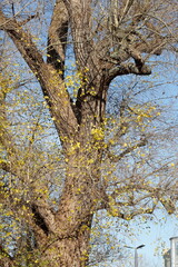 Kahler Baum mit Ästen im Winter