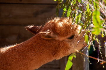 Sydney Australia, young alpaca cub eating leaves from tree