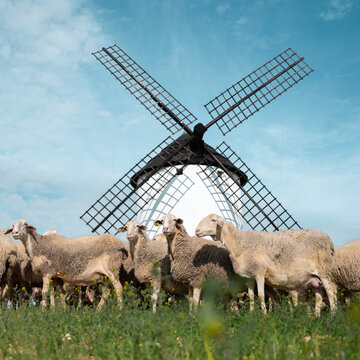 Herd of sheep with a windmill in the background. Castilla la Mancha