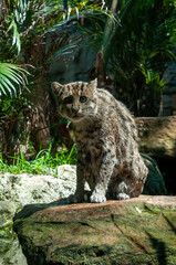 Sydney Australia, prionailurus viverrinus or fishing cat native to southeast asia
