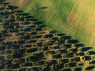 Fototapeta premium Aerial top view of an Olive field