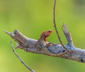 A Garden lizard sitting on tree branch with green background