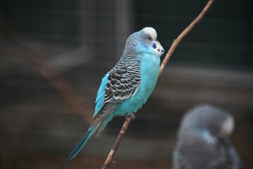 Blauer Wellensittich - Männchen - in einer Voliere im Kurpark von Bad Sassendorf © Ralf Urner