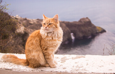 Obraz premium Red cat on the seashore. Grotto of Diana, Sevastopol.