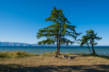 Fototapeta na wymiar Landscape with green tree near lake Baikal at Olkhon island in September, Siberia, Russia