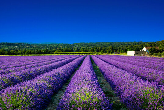fioletowa lawenda, pole lawendy na tle nieba (lavendula), pole lawendy na tle nieba, lawenda wąskolistna, lavender, Lavandula angustifolia, lavender field, mediterranean garden, ogr&oacute;d prowansalski	