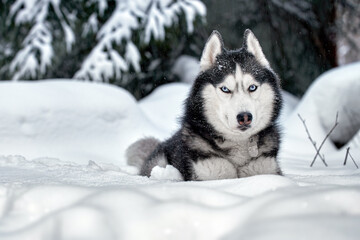 Husky dog lying in the snow. Siberian husky with blue eyes in winter forest.