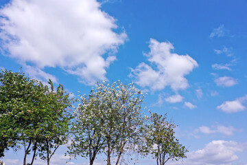 Flowers and trees in sunny weather