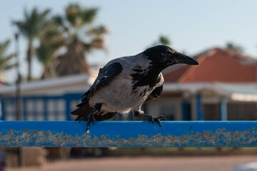 A black crow sits on the railing and looks out for food.